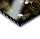 Curious Dude Acrylic print