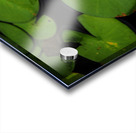 Butterflies and Lilies  Acrylic print