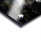 Kissing or Fighting is the question Acrylic print