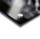 Baritone Bird II Acrylic print