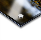 Pretty Plover II Acrylic print