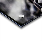 Baritone Bird Acrylic print