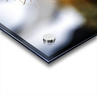 Beak Full II Acrylic print