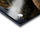 Mighty Mink II Acrylic print