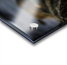 Mighty Mink I Acrylic print