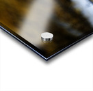 Pretty Plover I Acrylic print