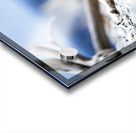 Fire Fox I Acrylic print