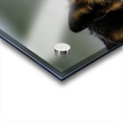 Fire Fox II Acrylic print