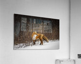 Renard dEeyou Istchee Acrylic Print
