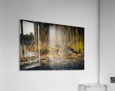 Un matin apres la chasse Acrylic Print