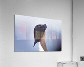 Bec de rasoir Acrylic Print