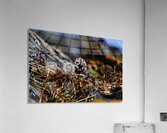 Day older Acrylic Print