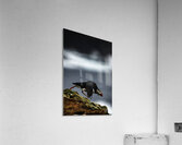 Off the Cliff it went Acrylic Print