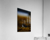 Pretty Plover III Acrylic Print