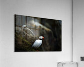 Shake the fog off Acrylic Print