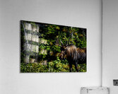 Bullwinkle I Acrylic Print