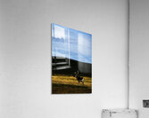 Southern Tundra Bull III Acrylic Print