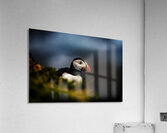 Colorful Acrylic Print