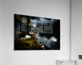 Curious Dude II Acrylic Print