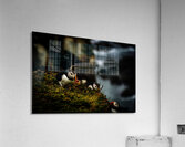 Curious Dude Acrylic Print