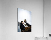 Chillin Puffin II Acrylic Print