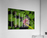 Butterflies and Lilies  Acrylic Print