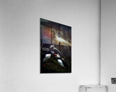 Kissing or Fighting is the question Acrylic Print