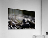 Baritone Bird II Acrylic Print