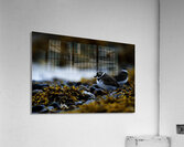 Pretty Plover II Acrylic Print