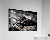 Baritone Bird Acrylic Print