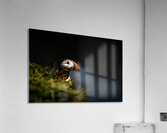 Almost Camo Acrylic Print