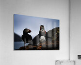 Chillin Puffin Acrylic Print