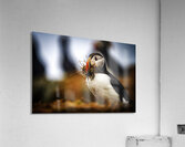 Beak Full II Acrylic Print