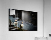 Rough Wind Rough Feather Acrylic Print