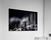 Hard as Rock II Acrylic Print