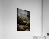 Mighty Mink I Acrylic Print