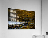 Pretty Plover I Acrylic Print