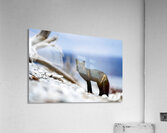 Fire Fox I Acrylic Print