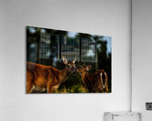 Mother Nature I Acrylic Print