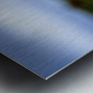 Creeping Dogwood Floor Metal print