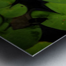 Butterflies and Lilies  Metal print