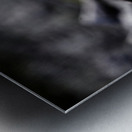 Baritone Bird Metal print