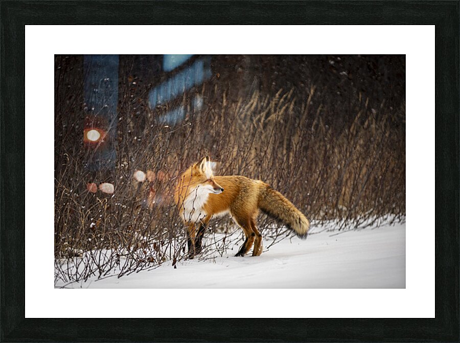 Renard dEeyou Istchee Picture Frame print