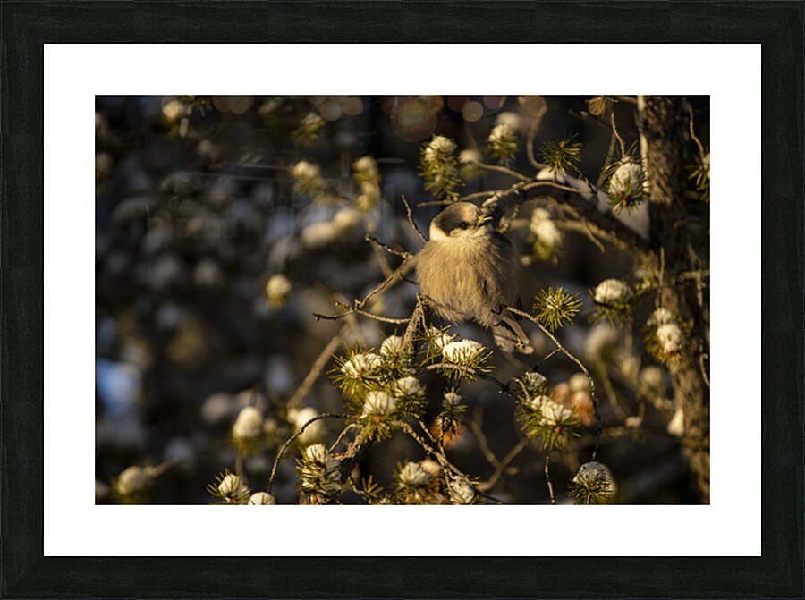 Le petit curieux Picture Frame print