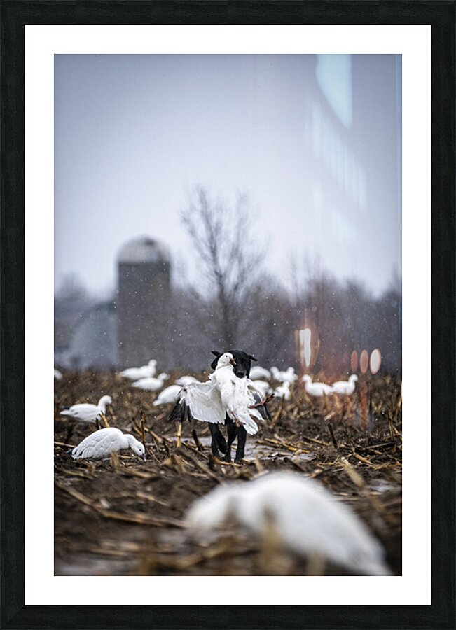 Cole la Legende Picture Frame print