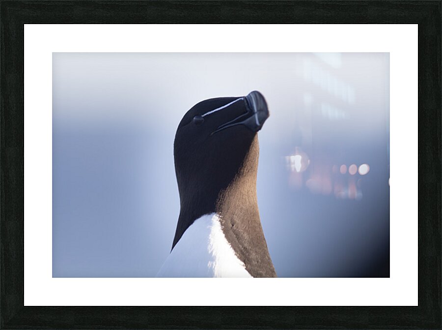 Bec de rasoir Picture Frame print