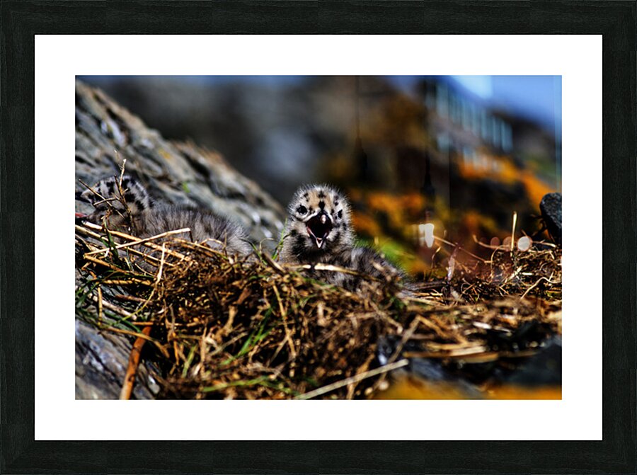 Day older Picture Frame print