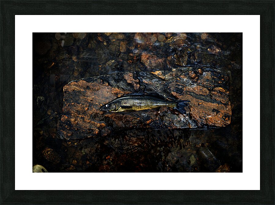 La grosse prise Picture Frame print