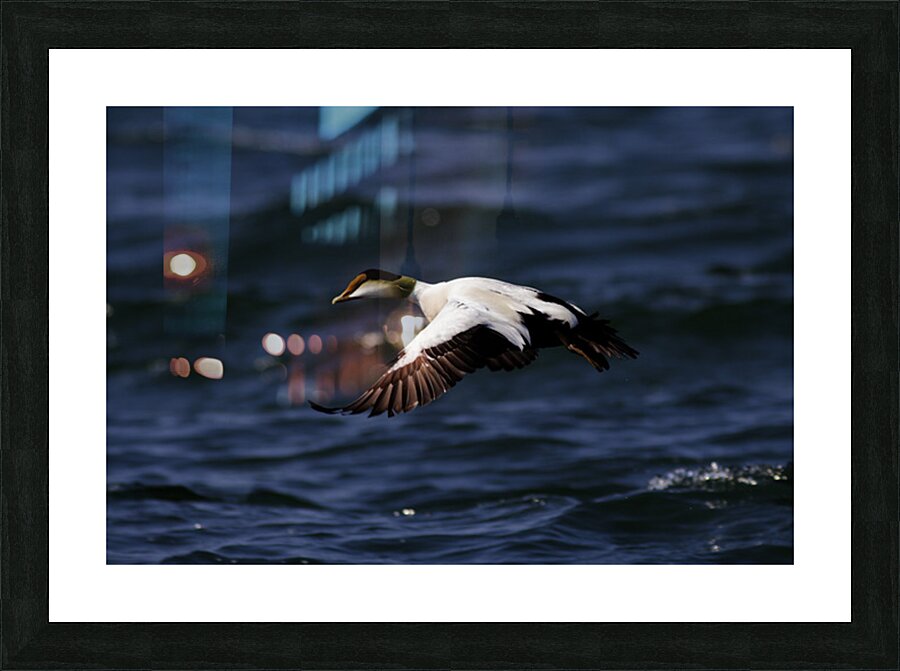 Somateria Picture Frame print