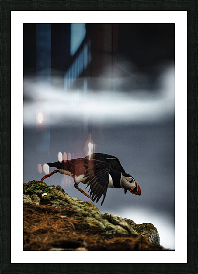 Off the Cliff it went Picture Frame print